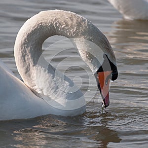 White swan drinking water on a lake