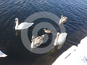 White swan and a black duck swimming photo