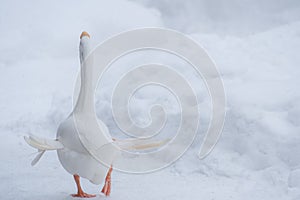 White swan duck running funnily with snow background