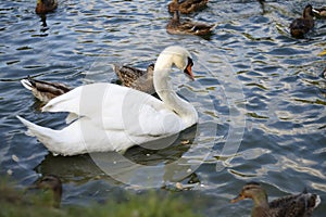 White swan with ducks
