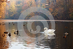 White swan and ducks on lake