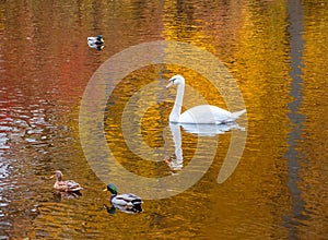 White swan and ducks swimming in a golden pond