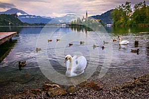 White swan and ducks swimming in Lake Bled on a rainy day photo