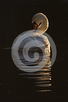 A white swan in the early morning light Southampton