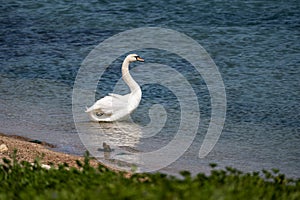 A white swan enters the water from the shore. Lake bird. Romantic animal. A symbol of love and fidelity