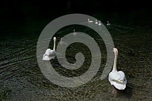 A white swan family