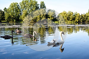 White swan with a family of baby swan signets with reflections in the water of the lake