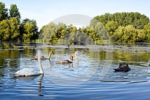 White swan with a family of baby swan signets with reflections in the water of the lake