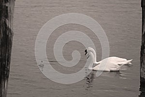 Swans with her little ones