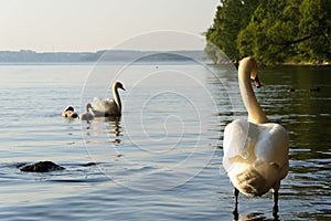 White swan family on the lakeside