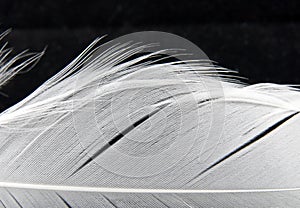 White swan feather detail