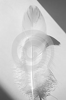 White swan feather and shadows on white background. Concept of tenderness and softness, close-up. Beauty