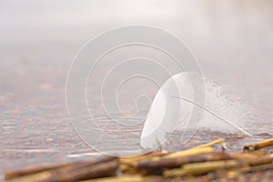 White swan feather in the water on the beach