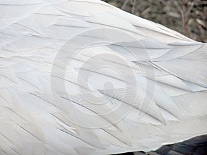 White swan feathers