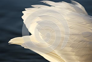 White swan feathers