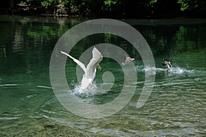 A white swan fighting in a lake