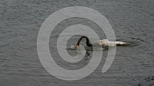 A white swan fights for his life because of an oil spill