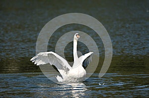 White Swan Flapping its Wings