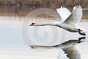 White swan flies beautifully over water