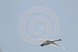 a white swan is fliying in the sky