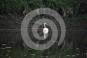 White swan in the river