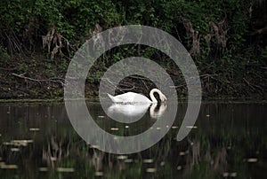 White swan in the river