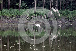 White swan in the river