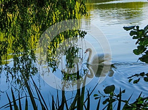 White swan floating on green water under willow branches