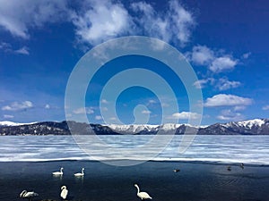 White swan floating on the lake on a background mountains covered with snow.