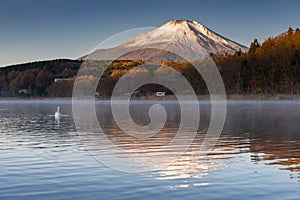 White swan floating on lake with Mountain Fuji in background at yamanaka lake ,