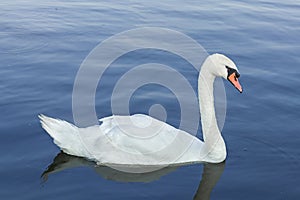 White swan floating on lake at summer day