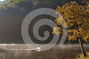 White swan floating in Pang Ung lake during morning sunlight, Pang Ung at Mae Hong Son province, North of thailand.Travel concept