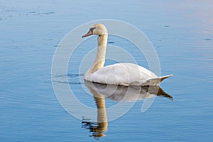 White swan floating on the water surface of the river
