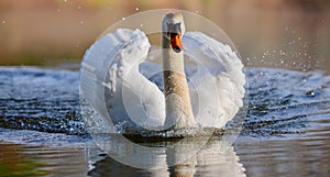 A white swan floating on the water surface.