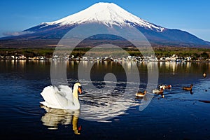 White swan floating on Yamanaka lake with Mount Fuji view, Yamanashi, Japan.