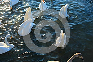 A white Swan floats on dark blue water. One Swan dives under the water for food photo