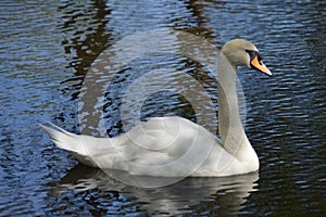 White swan floats. ripple