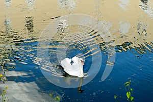 White swan floats in the water