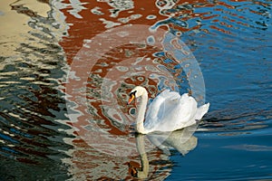 White swan floats in the water