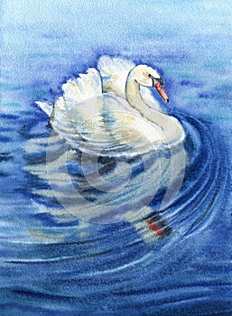 The white swan floats on the water. Hand drawn watercolor illustration