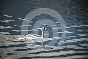 White swan flock in summer water.