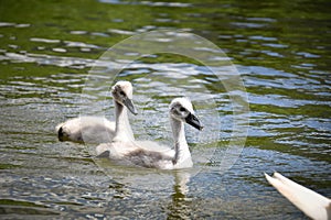 White swan flock in summer water.