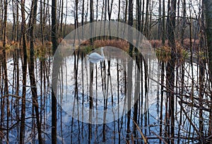 White swan in the flooded forest