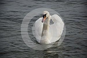 White swan in the foggy lake at the dawn. Morning lights.