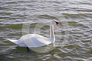 White swan in the foggy lake at the dawn. Morning lights. Romantic background. Beautiful swan. Cygnus. Romance of white swan with