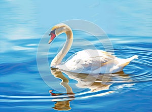 White swan in the foggy lake at the dawn. Morning lights. Romantic background. Beautiful swan. Cygnus. Romance of white