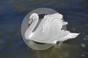 White swan in the foggy lake at the dawn. Morning lights. Romantic background. Beautiful swan. Cygnus. Romance of white swan with
