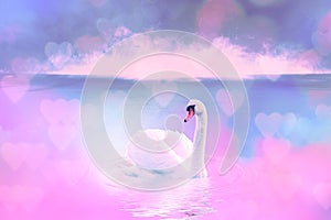 White swan in the foggy lake at the dawn. Morning lights. Romantic background. Beautiful swan. Cygnus. Romance of white swan with