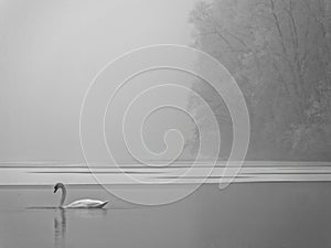 White swan in frosty and foggy lake landscape, winter season. Loneliness