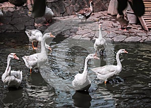 WHITE SWAN. Geese are large water birds of the genus Cygnus family Anatidae